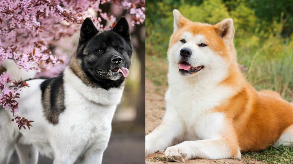 difference between american and japanese akita
