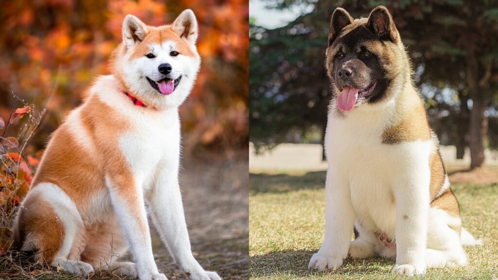 american akita vs japanese akita
