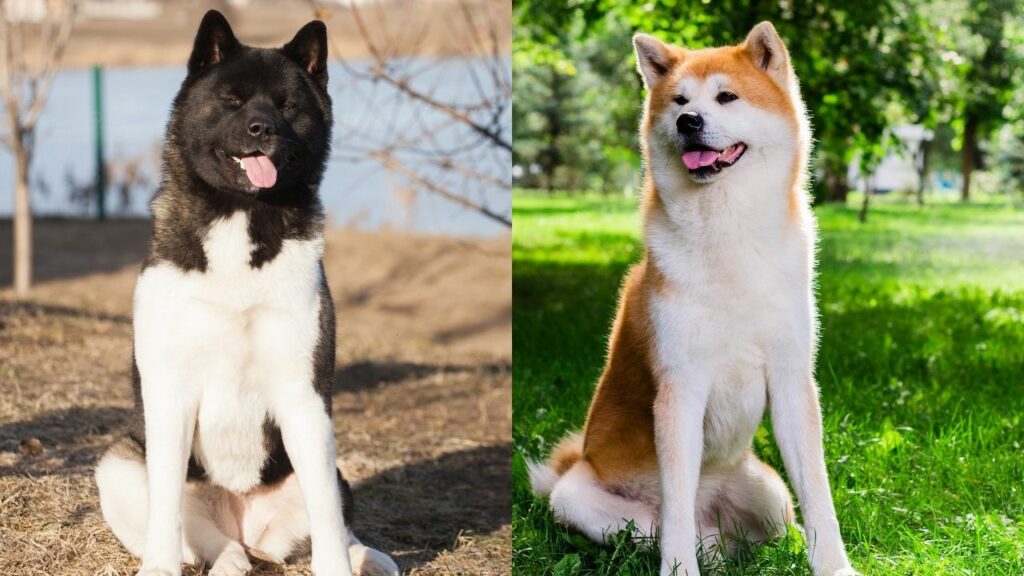 akita inu vs american akita
