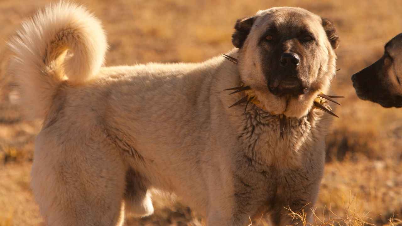 Anatolian Shepherd