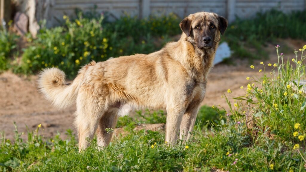 Anatolian Shepherd Dog