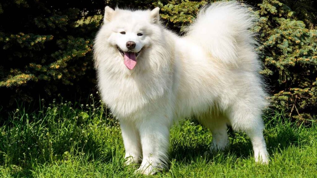 Appearance of the Samoyed