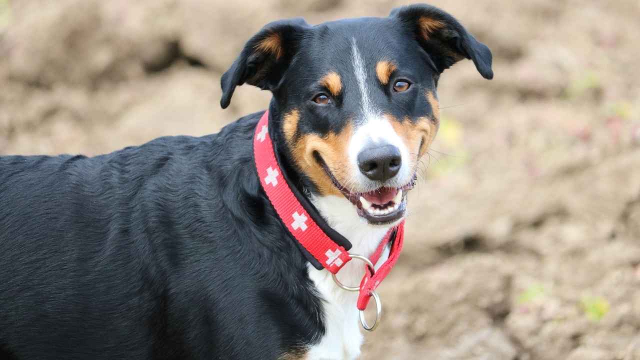 Appenzeller Sennenhund