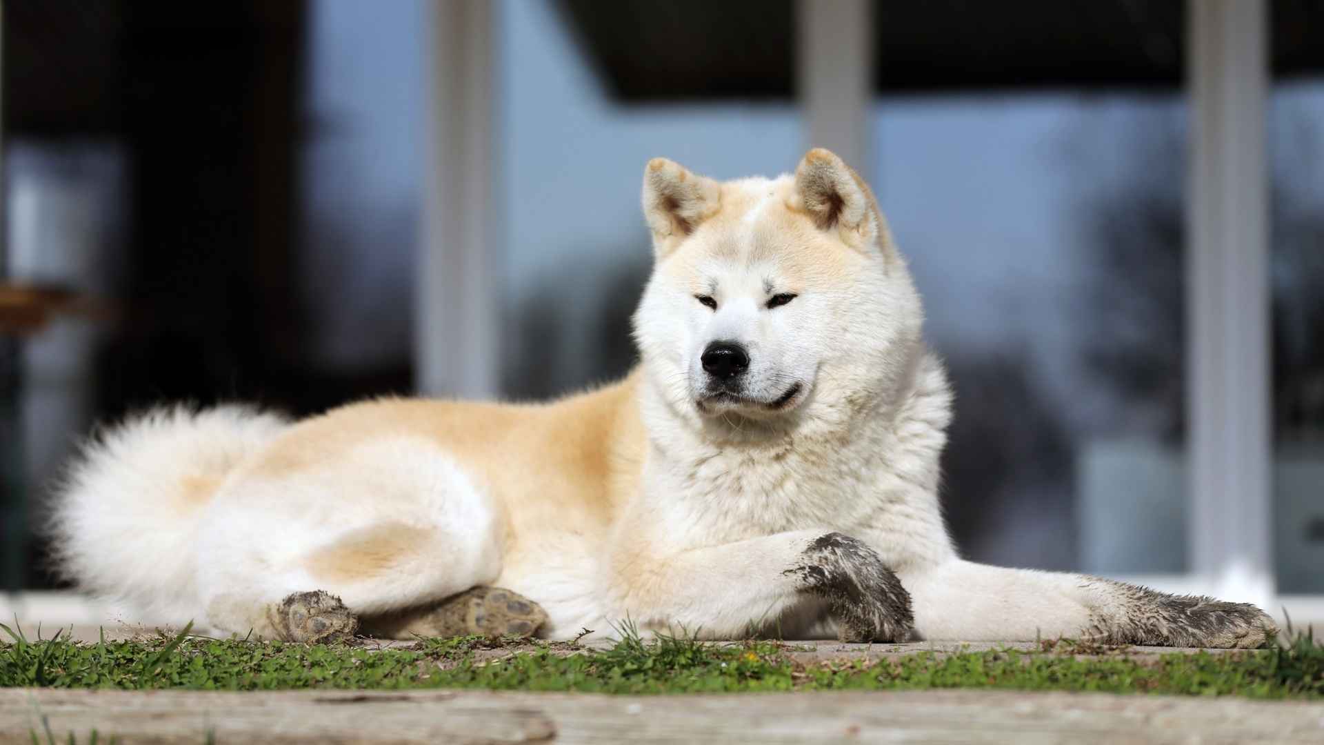 Are Akita the good guard dogs