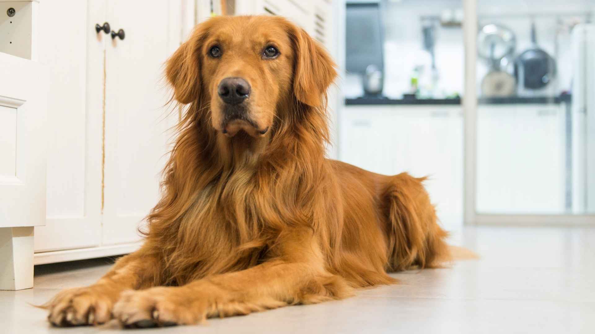 Are Golden Retrievers Good Guard Dogs