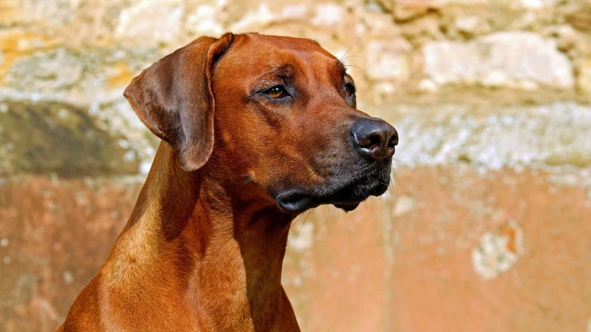 Asian Guard Dog Breeds