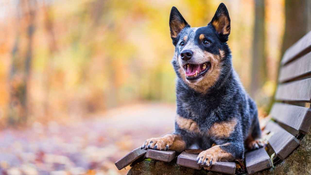 Australian Cattle Dog