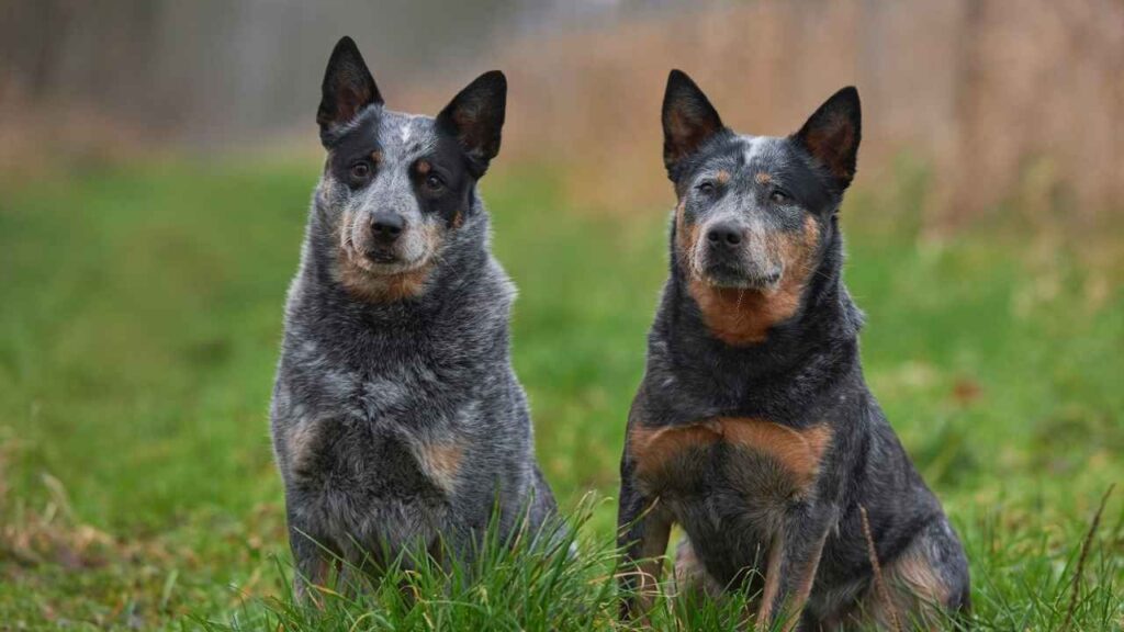 Australian Cattle Dog