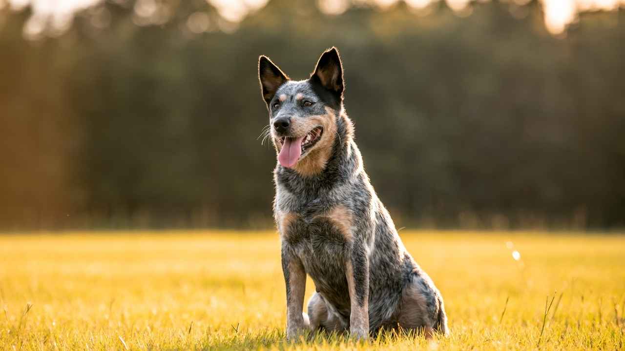 Australian Cattle dog