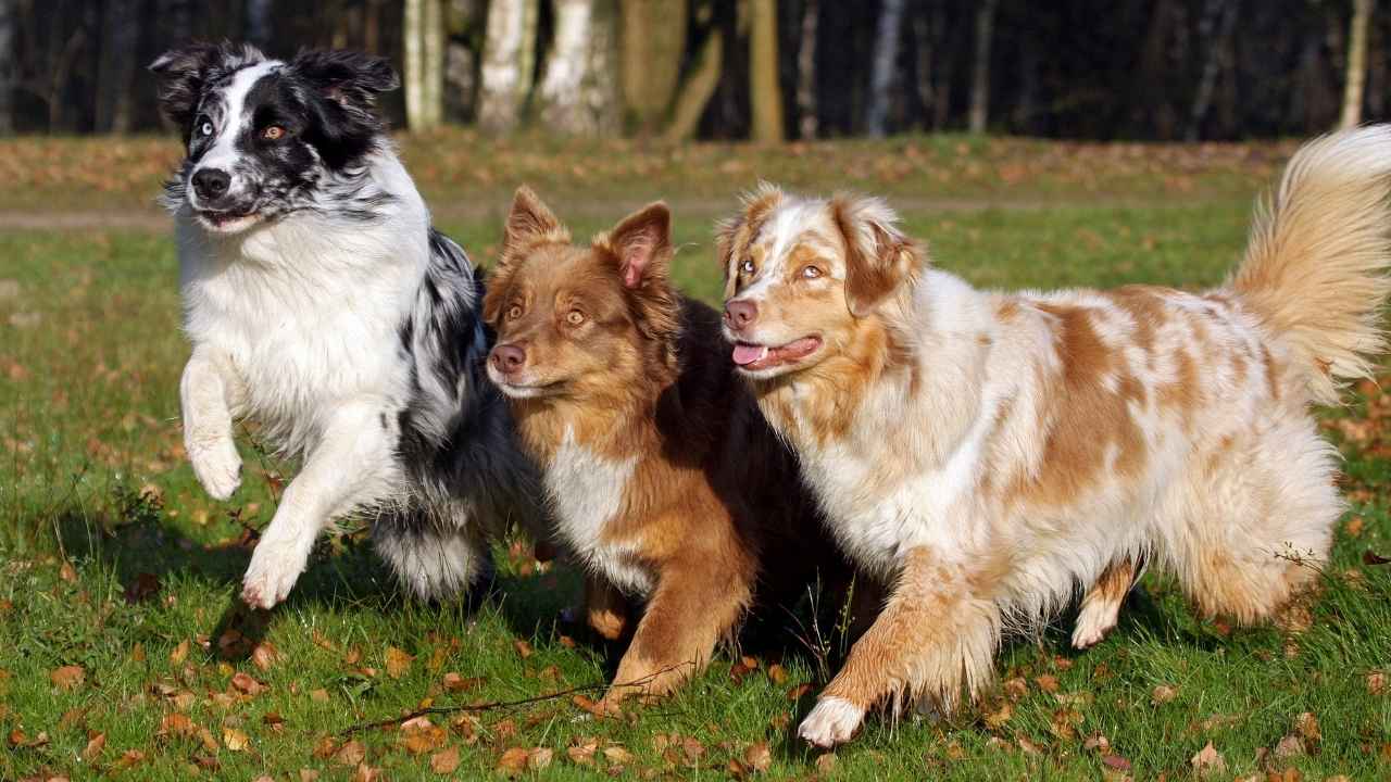 Australian Shepherd