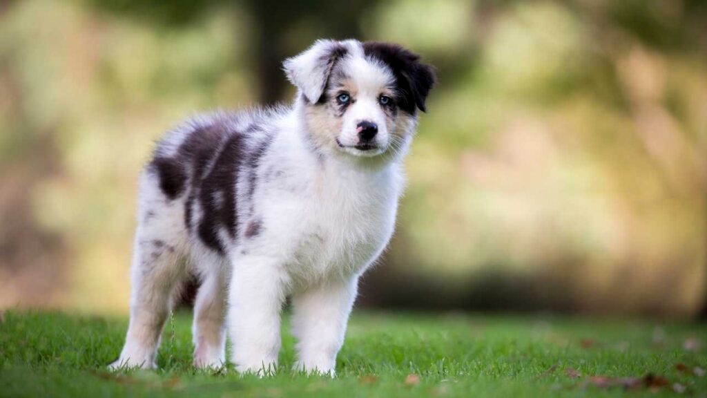 Australian Shepherd Puppies