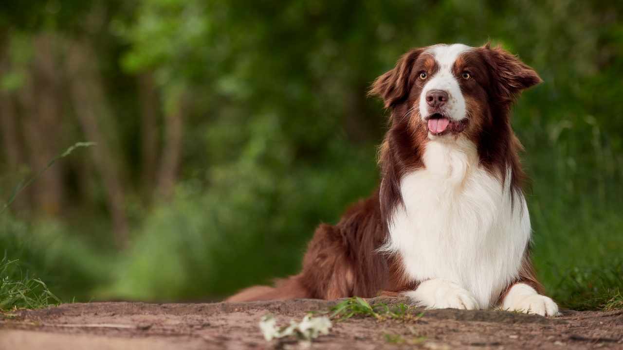 Australian Shepherd