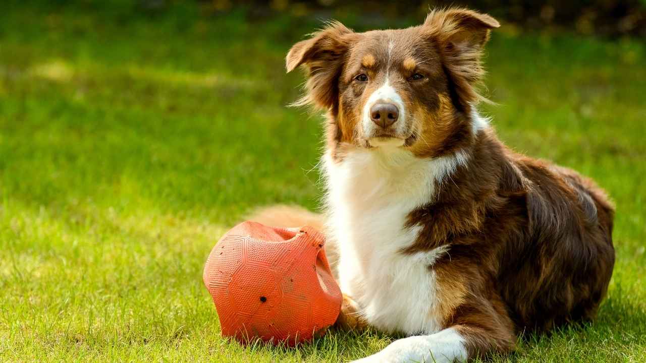 Australian Shepherd