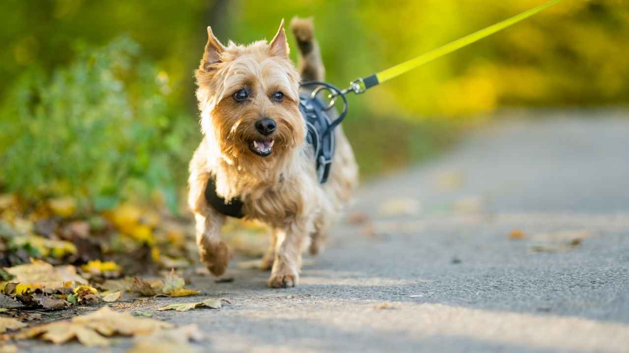 Australian Terrier