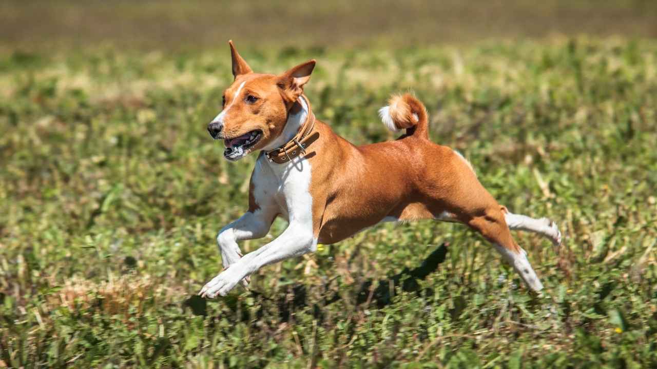 Basenji