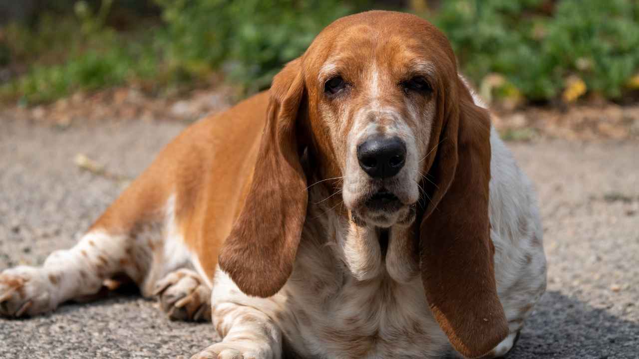 Basset Hound