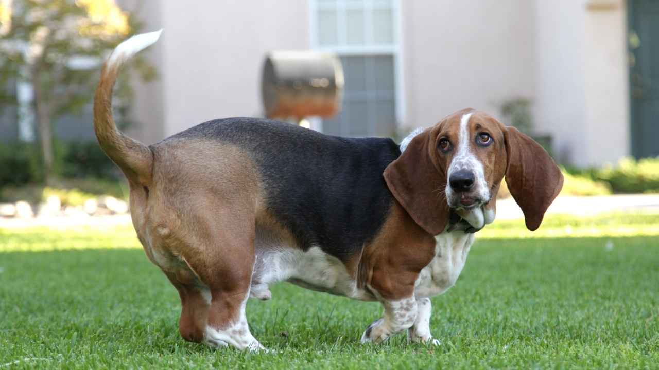 Basset Hound