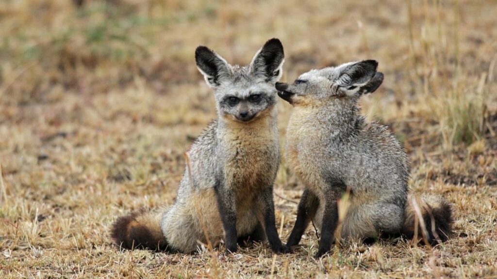 Bat eared Fox