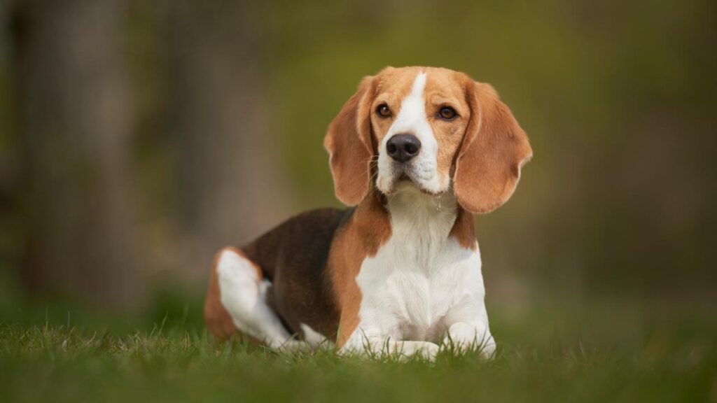 Hunting Dog Breeds