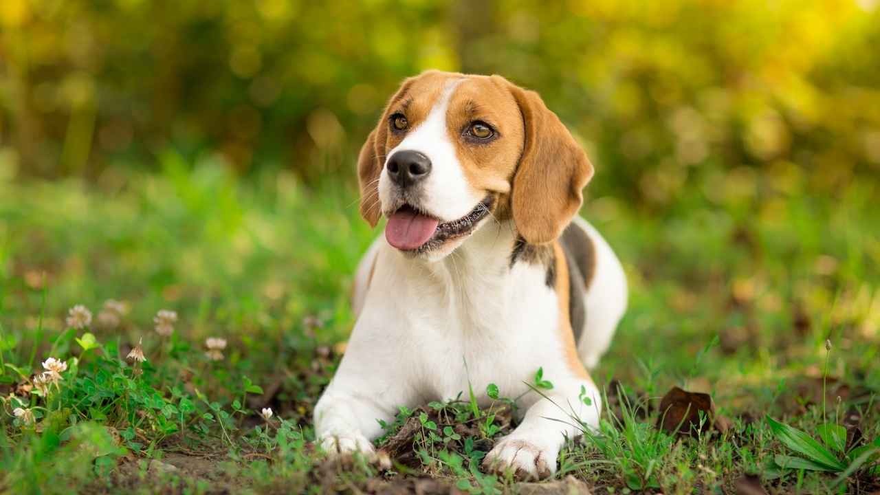 Beagle