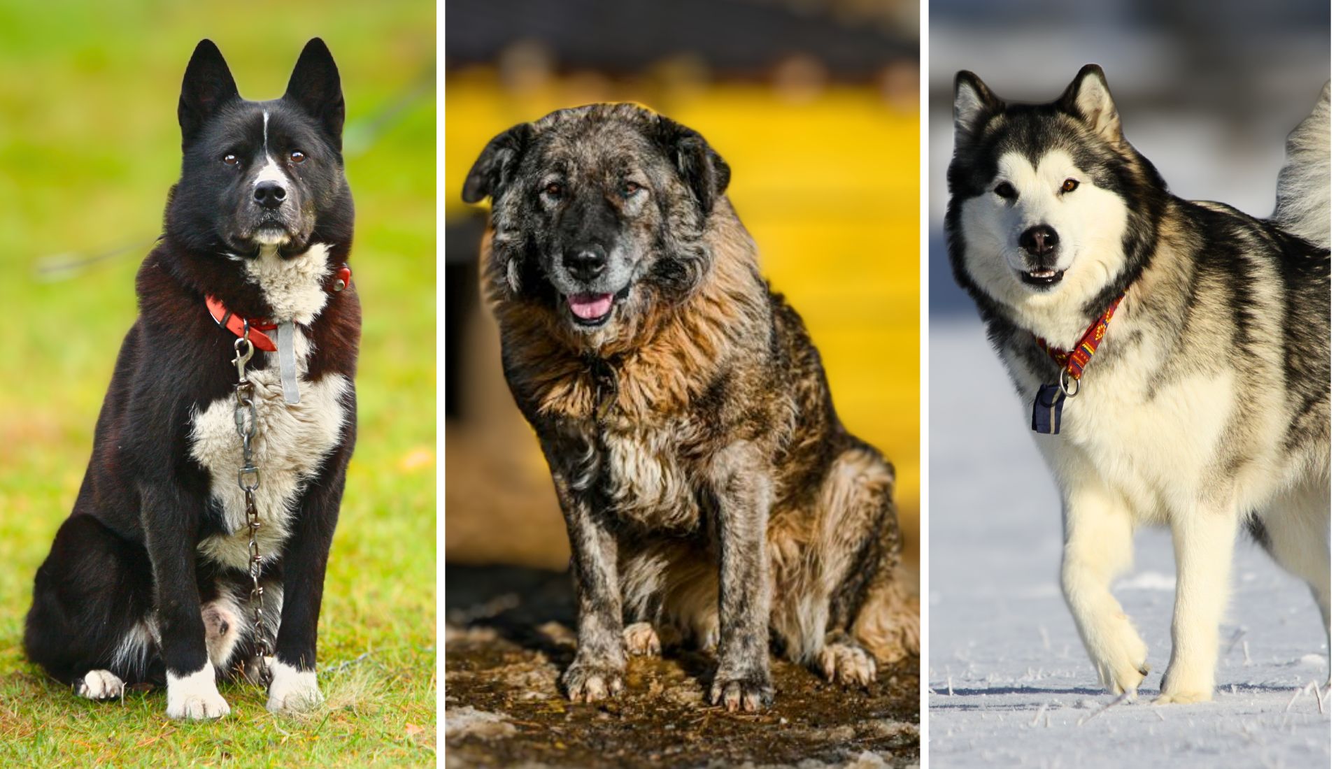 Bear Hunting Dogs