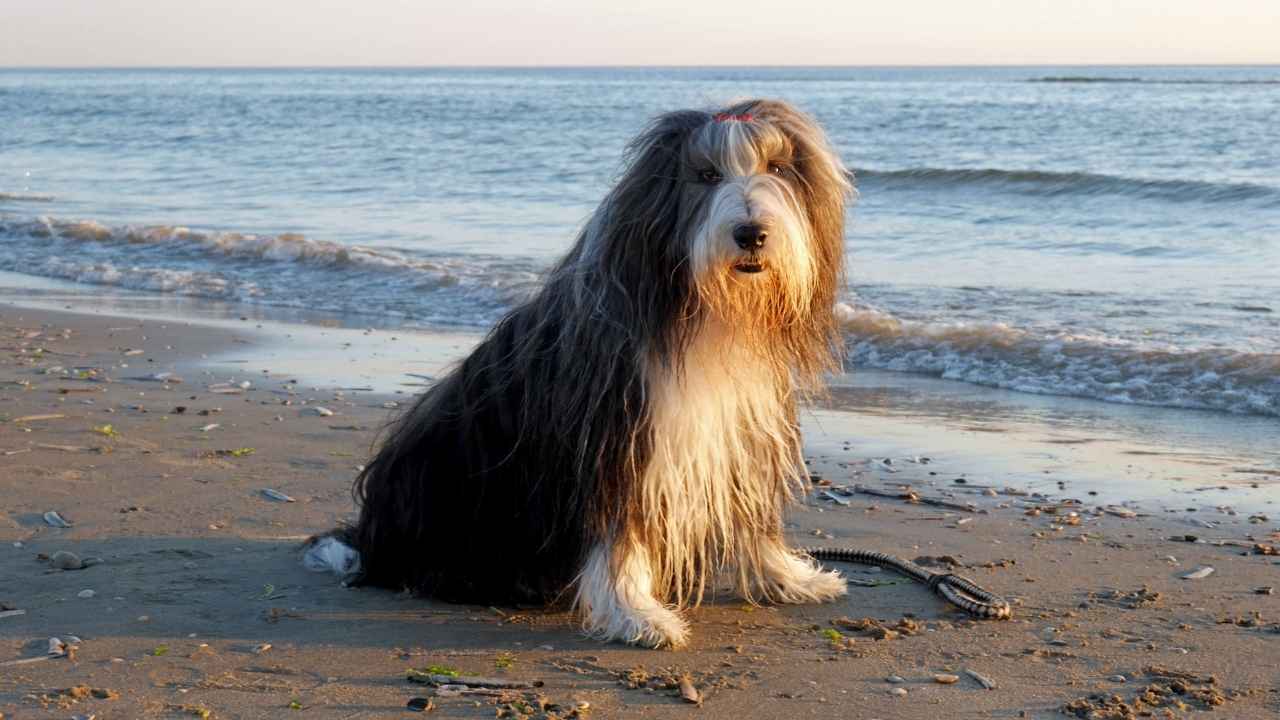 Bearded Collie