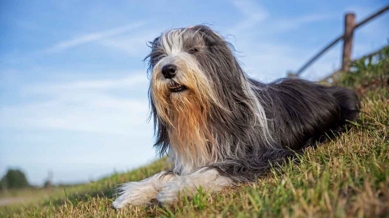 Bearded Collie