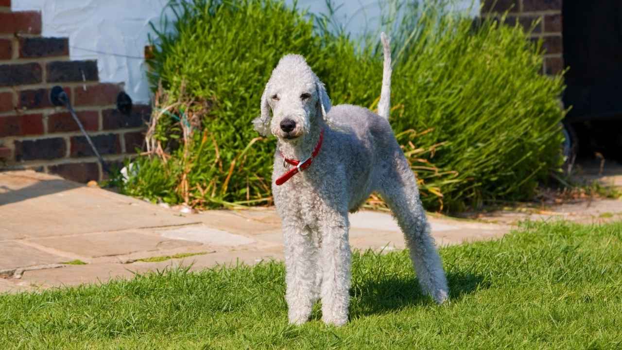 Bedlington Terrier