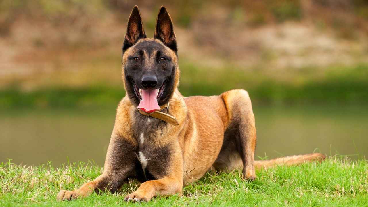 Belgian Malinois