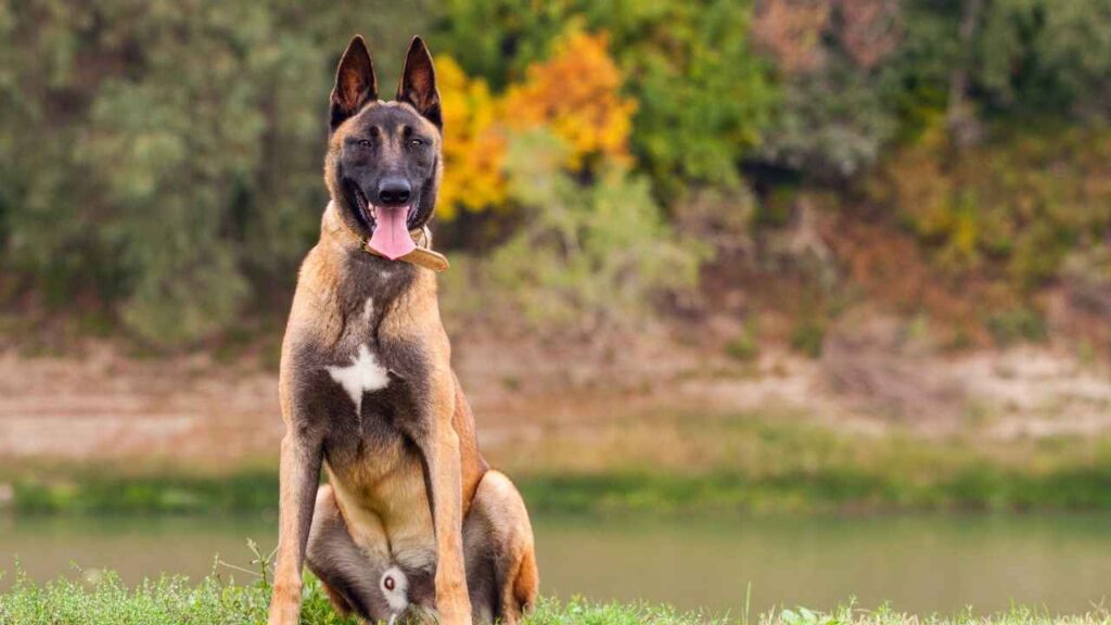 Belgian Malinois