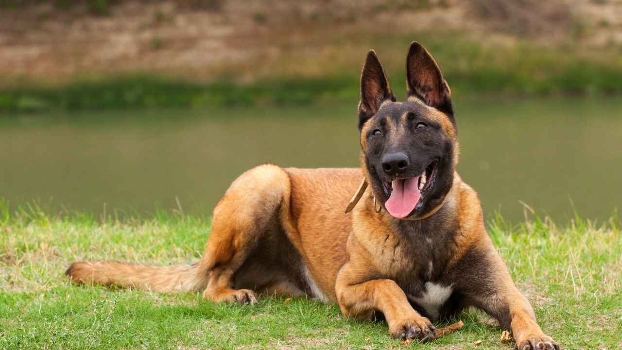 Belgian Malinois