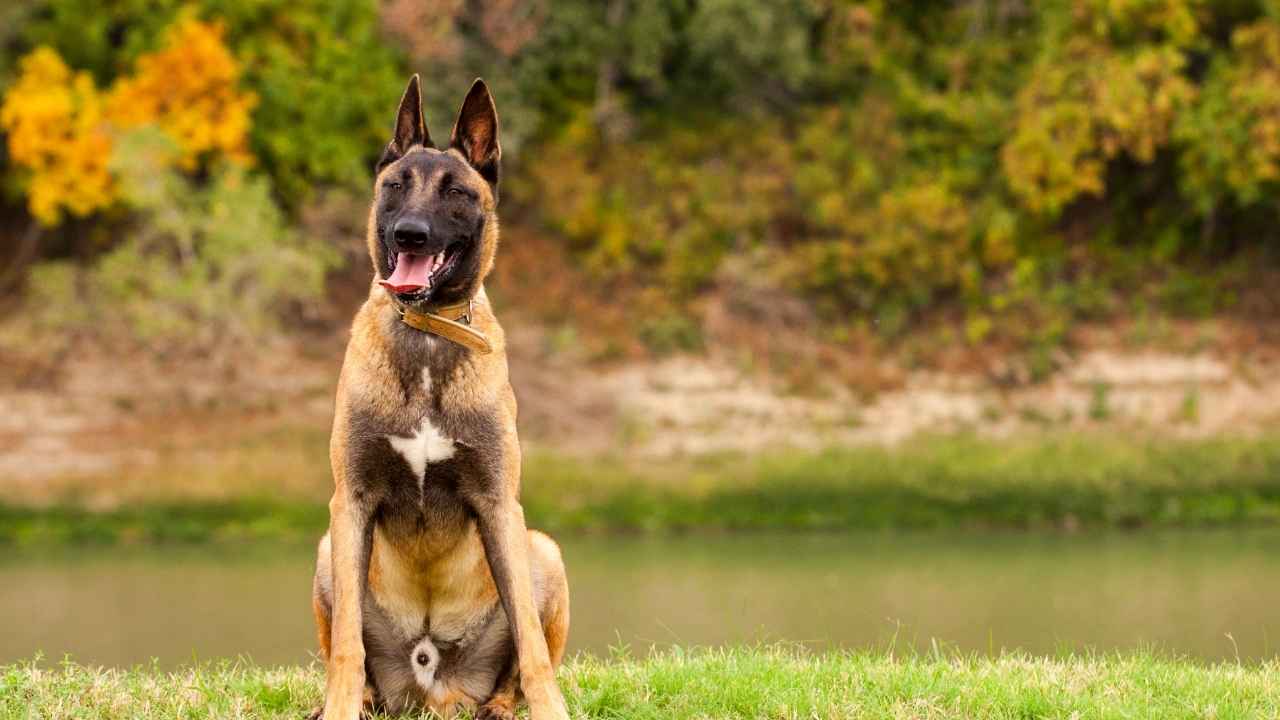 Belgian Malinois