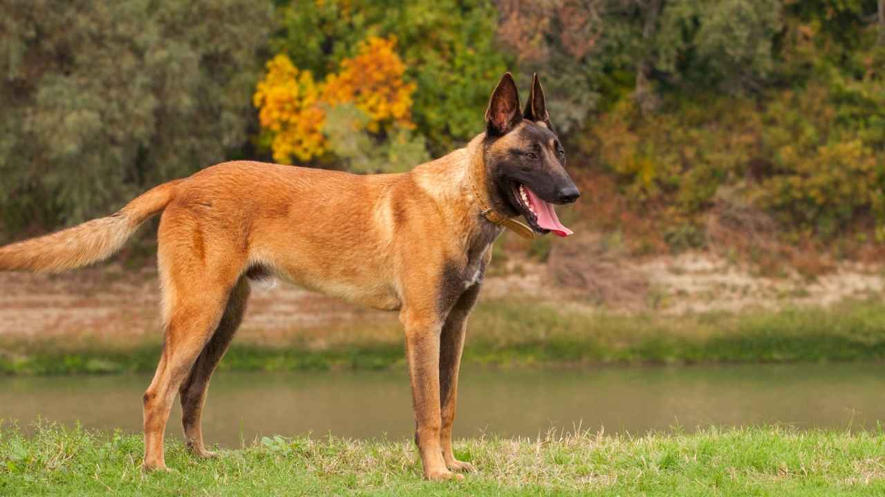 Belgian Malinois