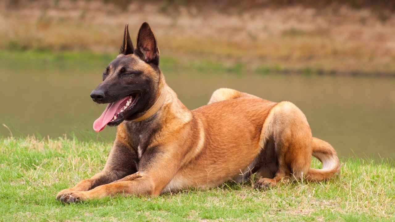 Belgian Malinois