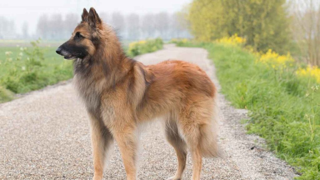 Belgian Shepherd