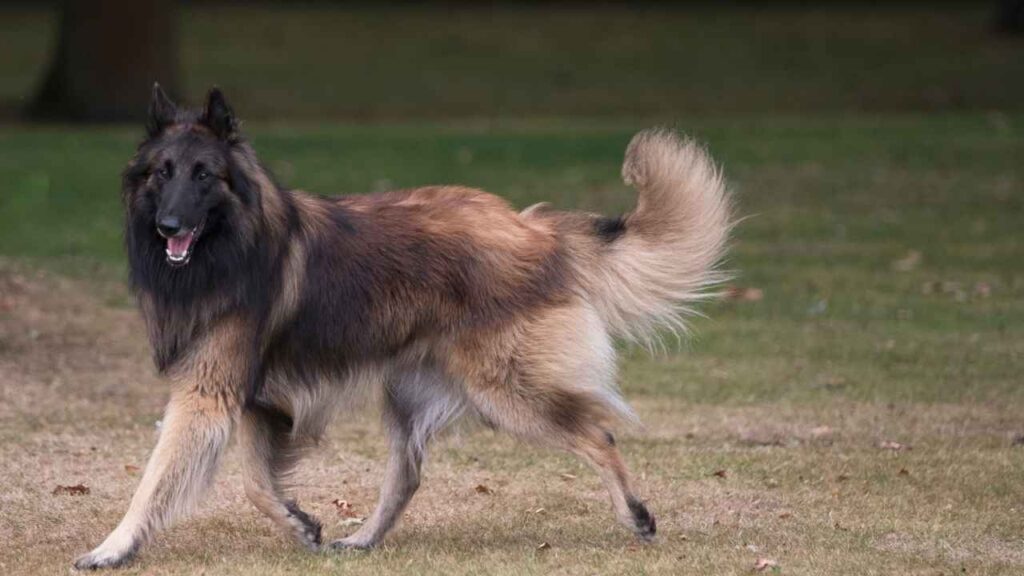 Belgian Tervuren