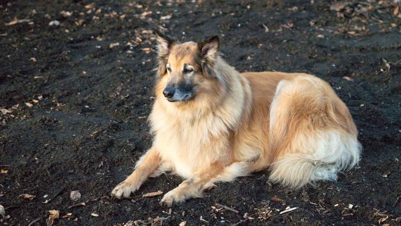 Belgian Tervuren