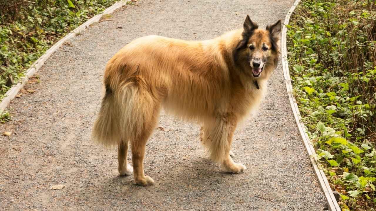 Belgian Tervuren