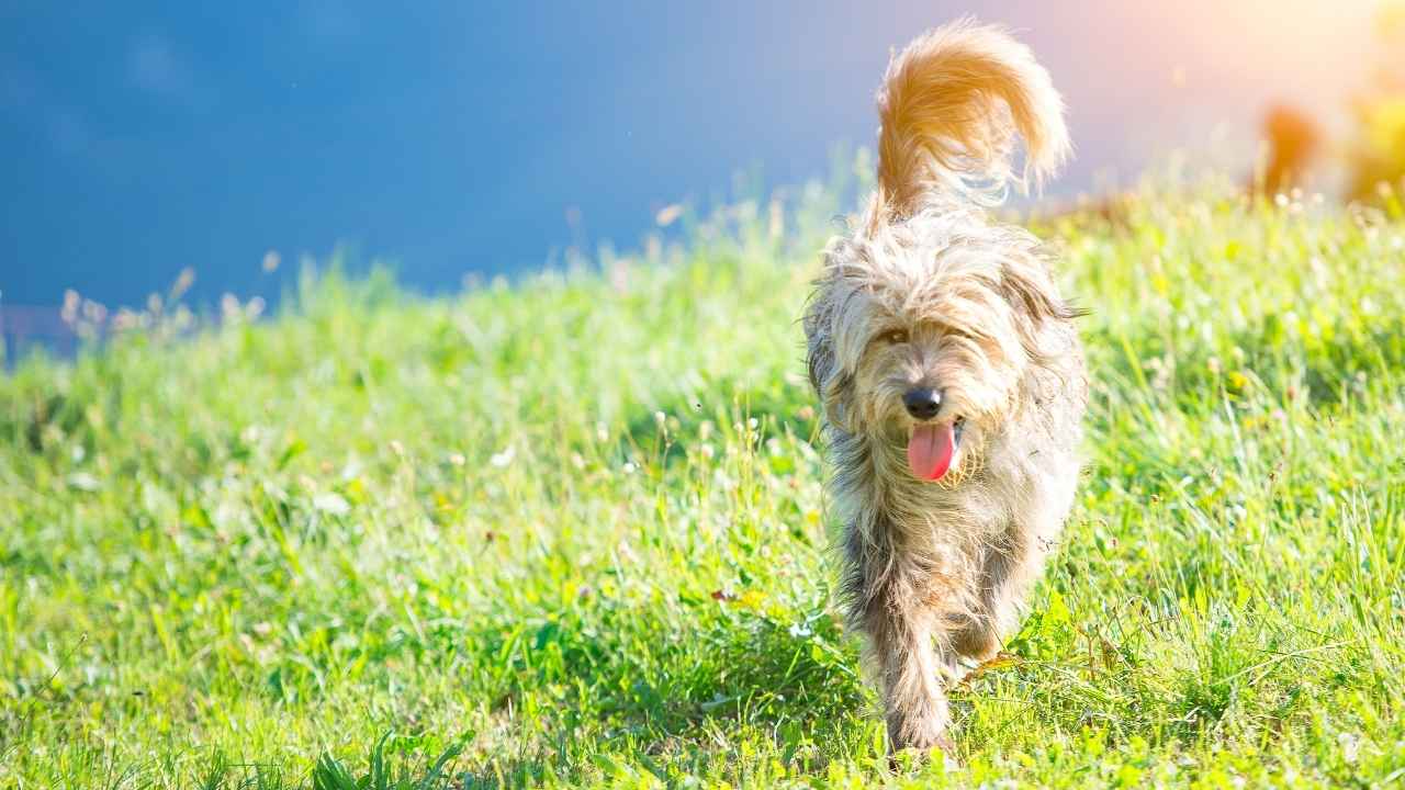 Bergamasco Sheepdog