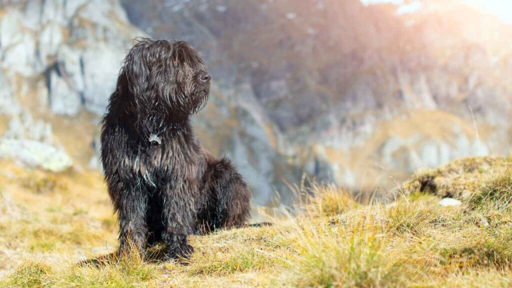 Bergamasco