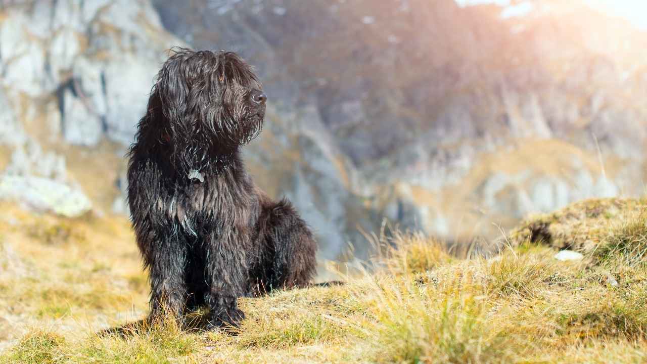 Bergamasco Sheepdog