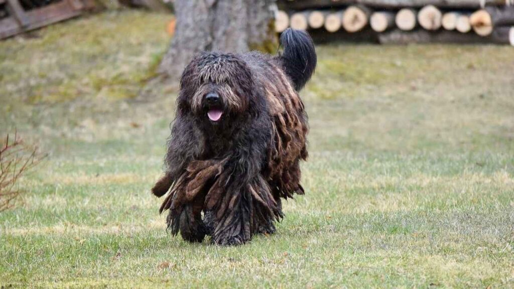 Bergamasco Sheepdog