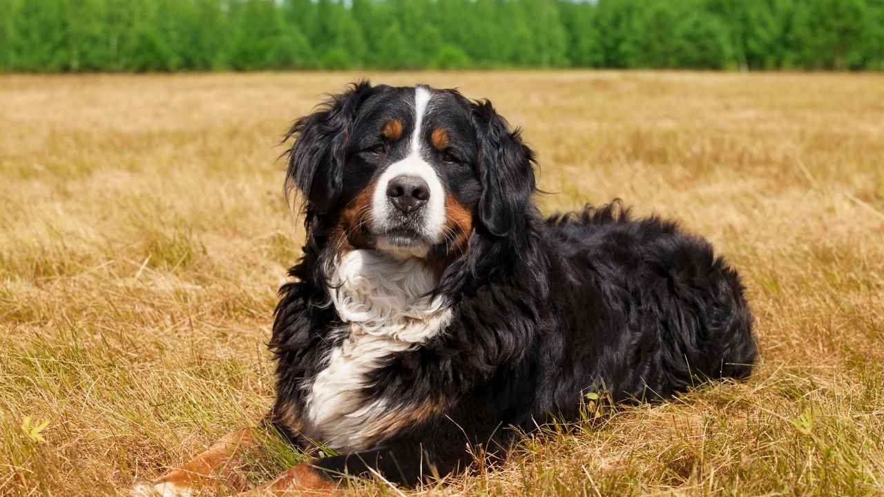 Bernese Mountain dog