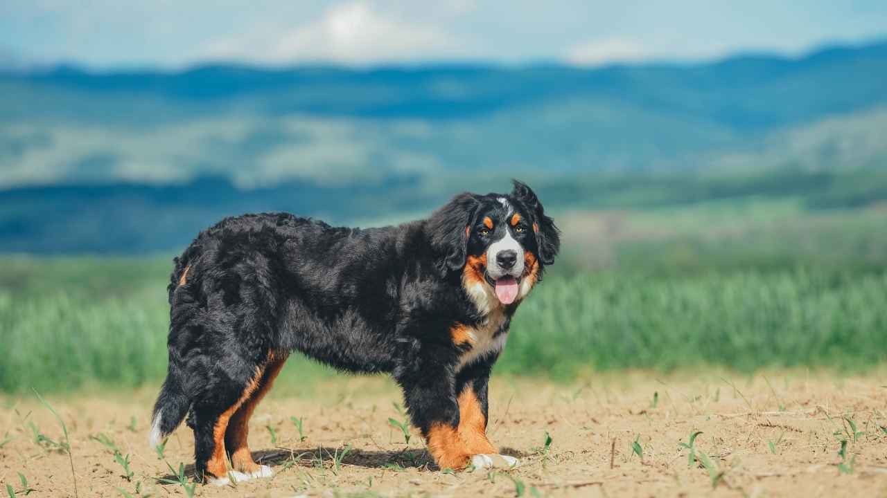 Bernese Mountain Dog