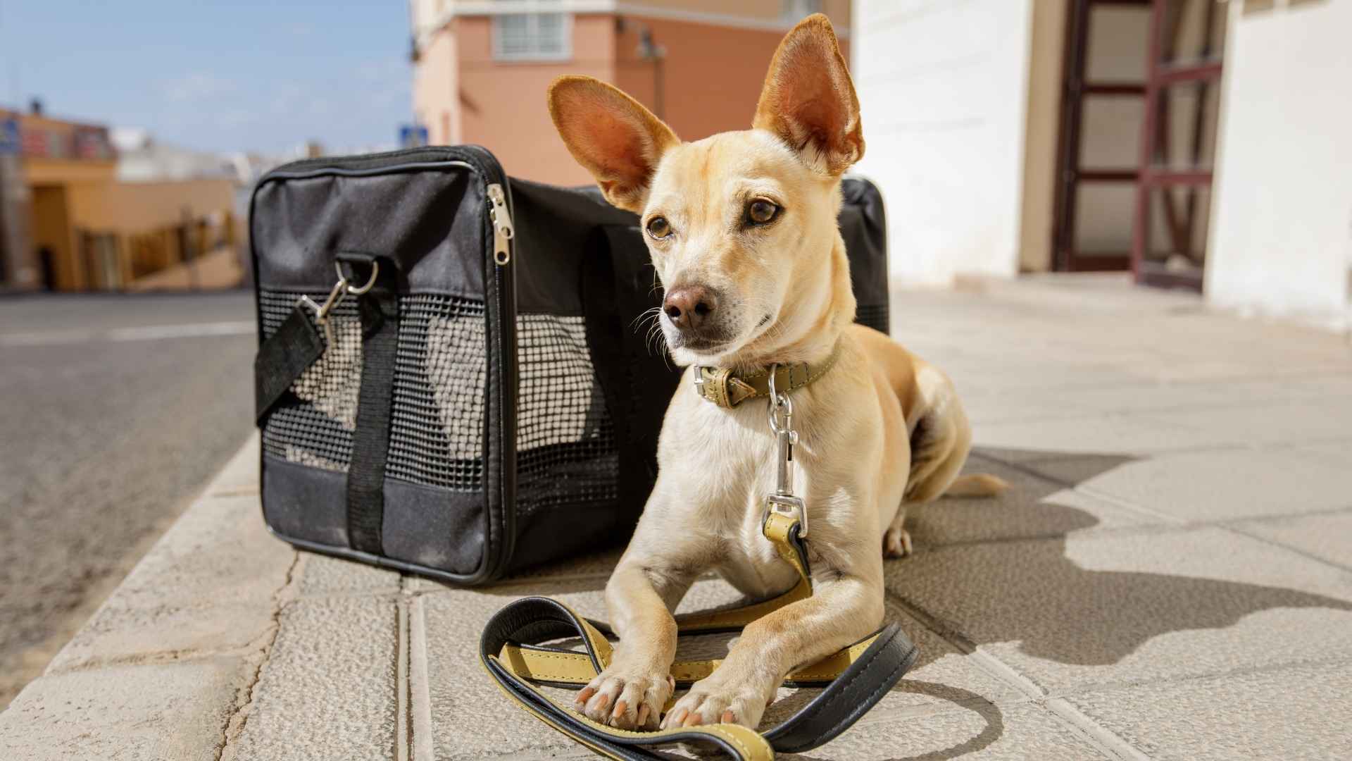 Best Dog Breeds for Plane Travel