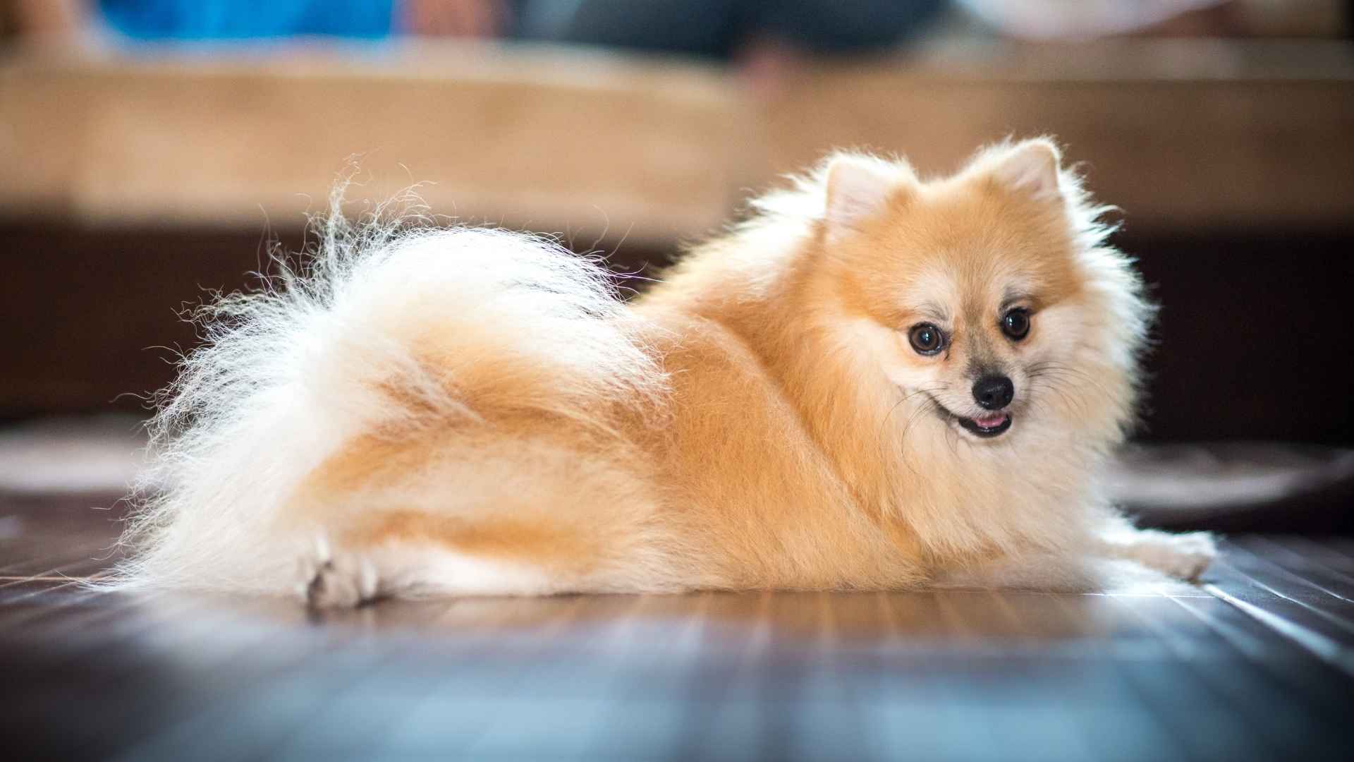 Best Dog Breeds for Small Home Living