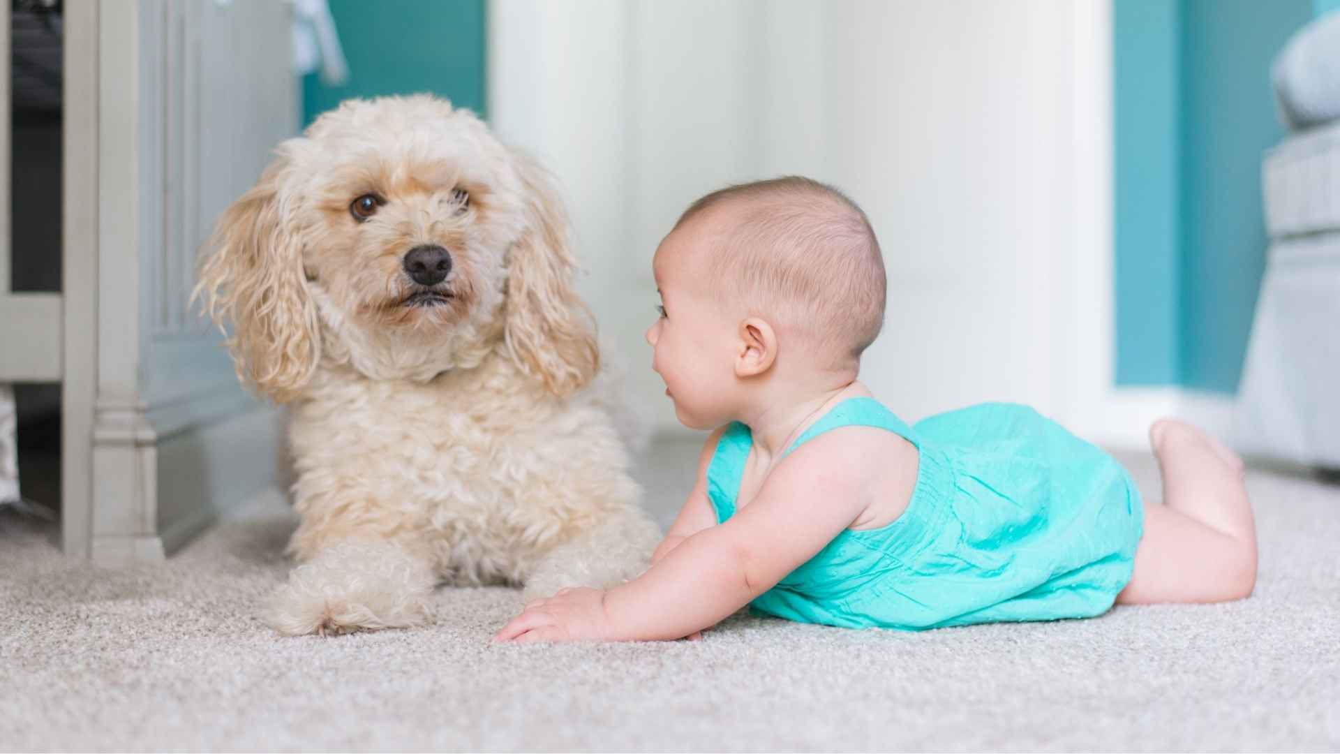 Best Dogs for Babies