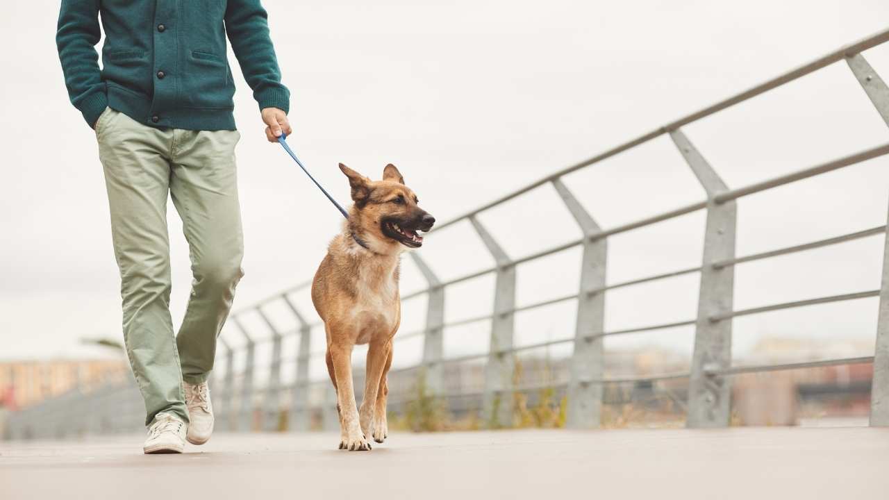 Best Dogs for Walking