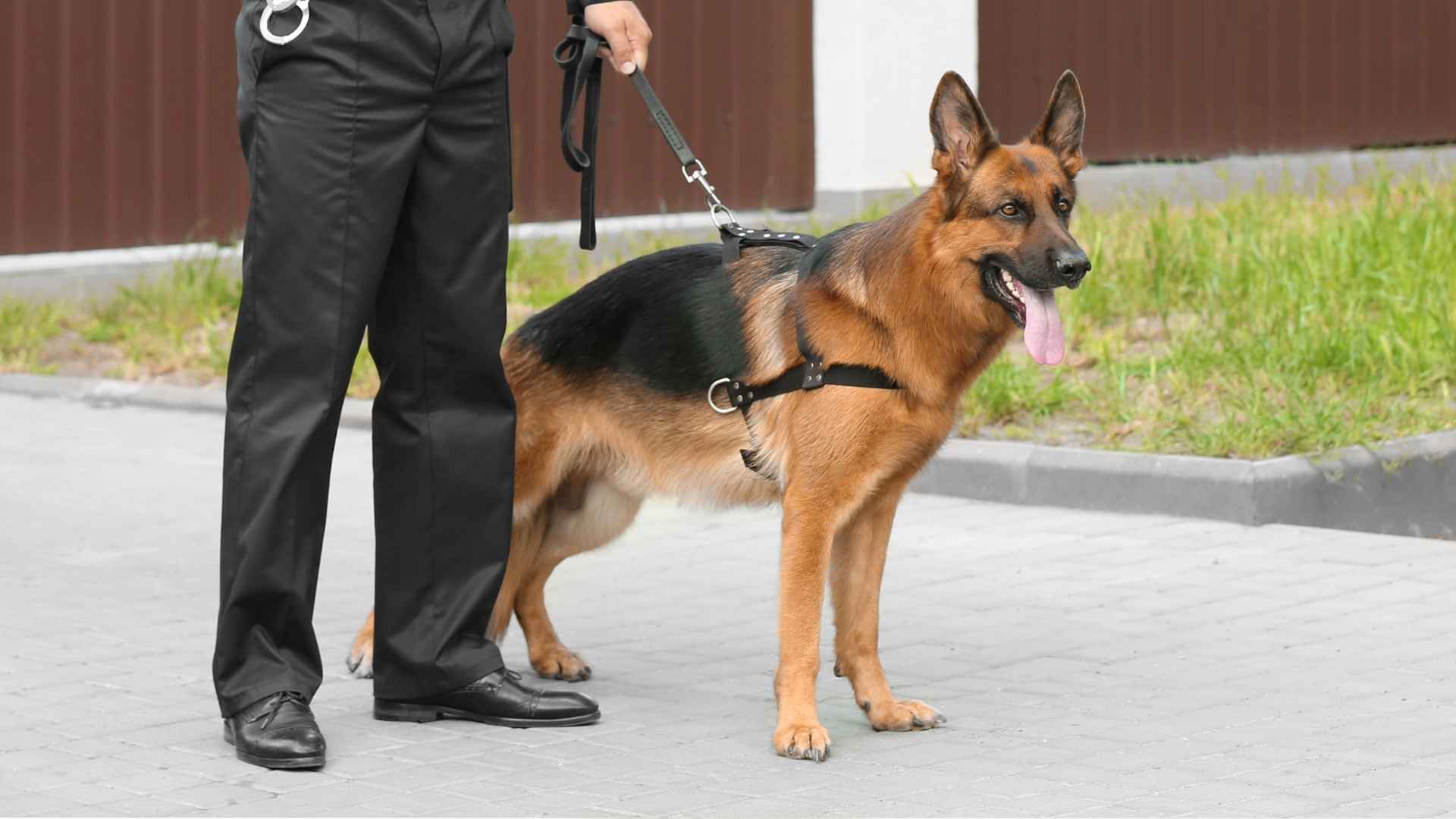 Best Guard Dog Breed