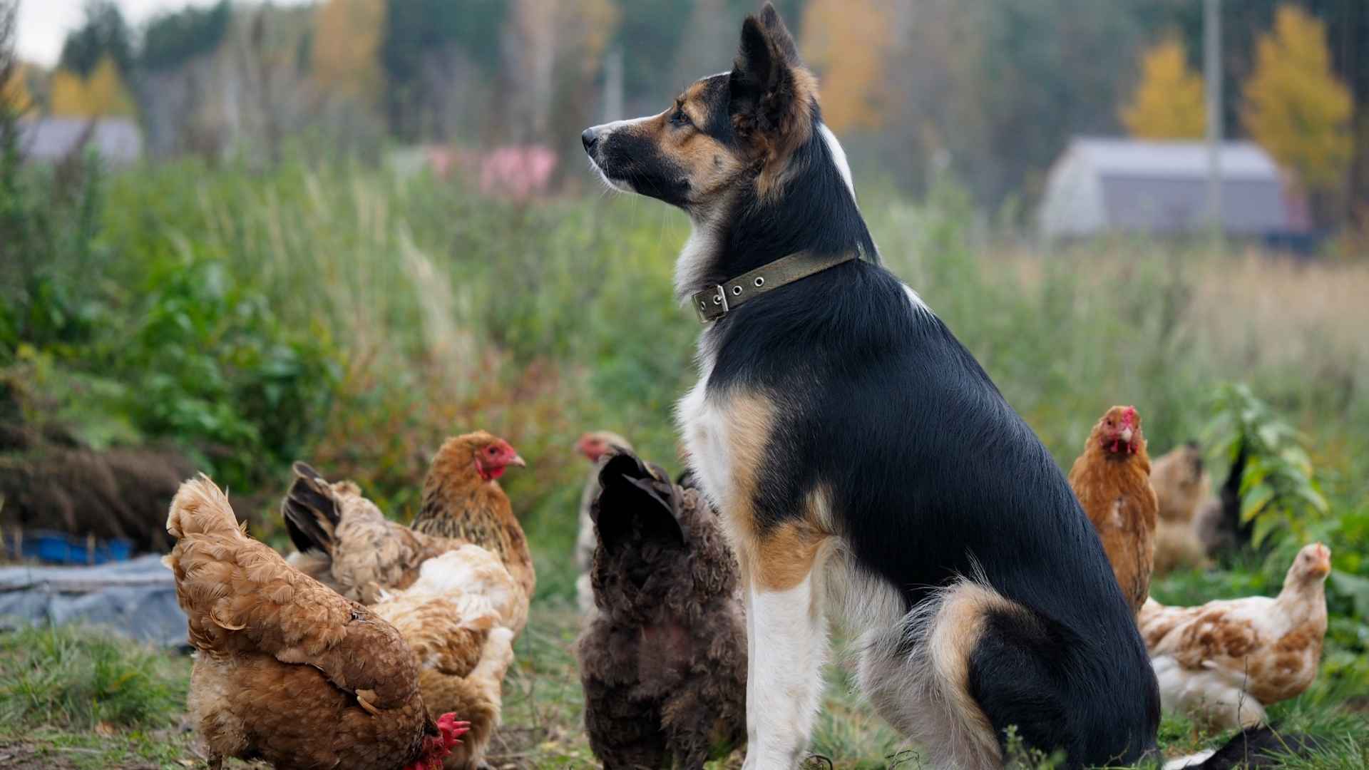 Best Guard Dog for Chickens